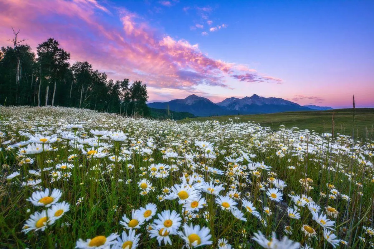 A breathtaking landscape of wildflowers in the foreground, framed by a majestic mountain range and a colorful sky at sunset. The image suggests opportunities for outdoor exploration and scenic relaxation, enhancing the sense of local adventure.